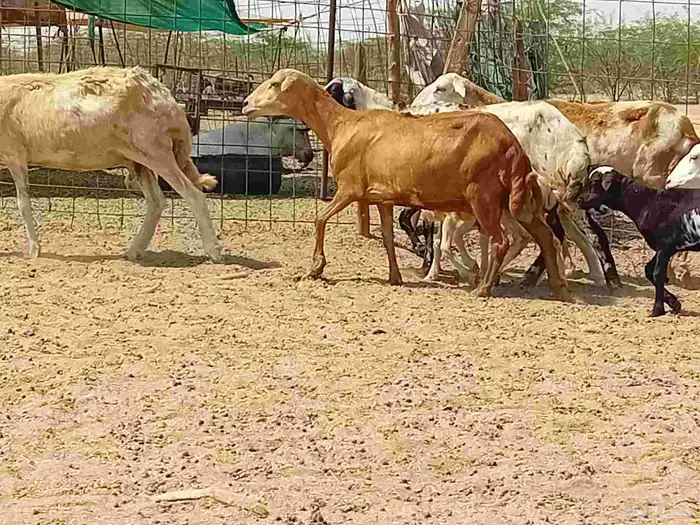 غنم خلفات رفيديه طيبه العدد 8 بي الفحل تحتها 8 4