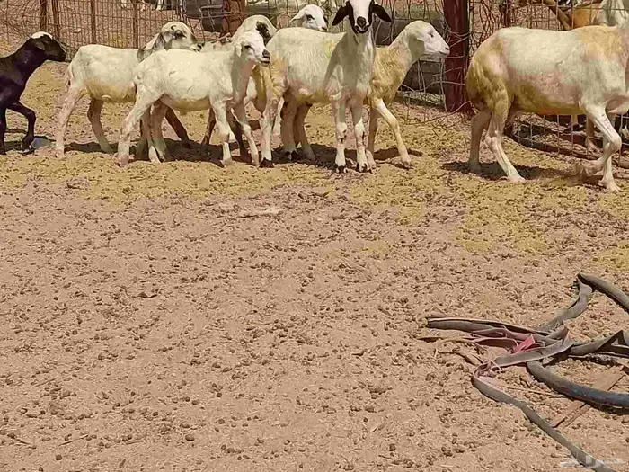 غنم خلفات رفيديه طيبه العدد 8 بي الفحل تحتها 8 8