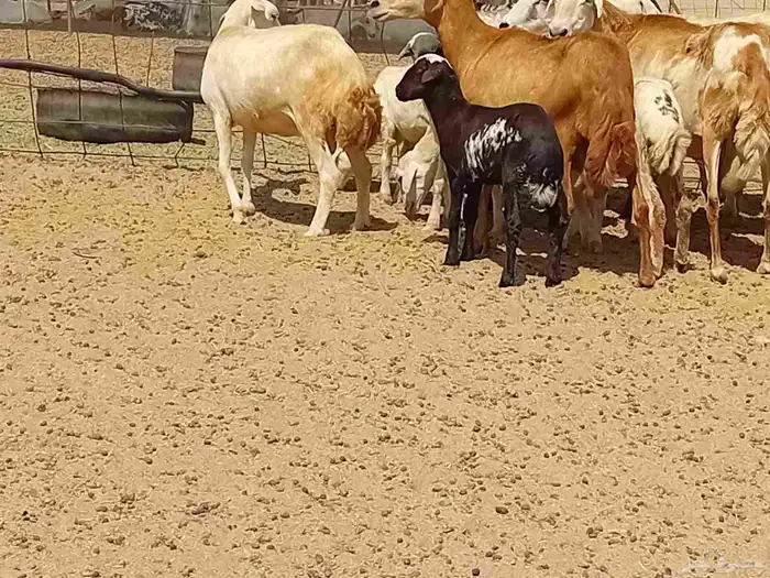 غنم خلفات رفيديه طيبه العدد 8 بي الفحل تحتها 8 0