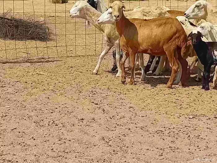 غنم خلفات رفيديه طيبه العدد 8 بي الفحل تحتها 8 2