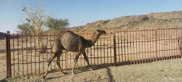 قعود للبيع ارباع واثمان الربع 1600 لثمن 800 الوزن لربع 28 كج 0