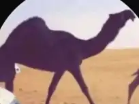 أبكار طيبة نوادر النوادر قروب 1