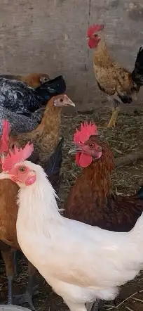 دجاج للبيع بلدي وفيومي مشكل 0