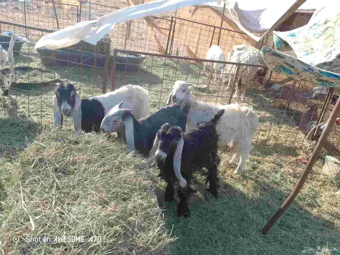 البيع ثلاث تيوس وجفره 1