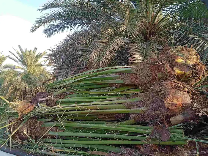 نخل اللبيع 4