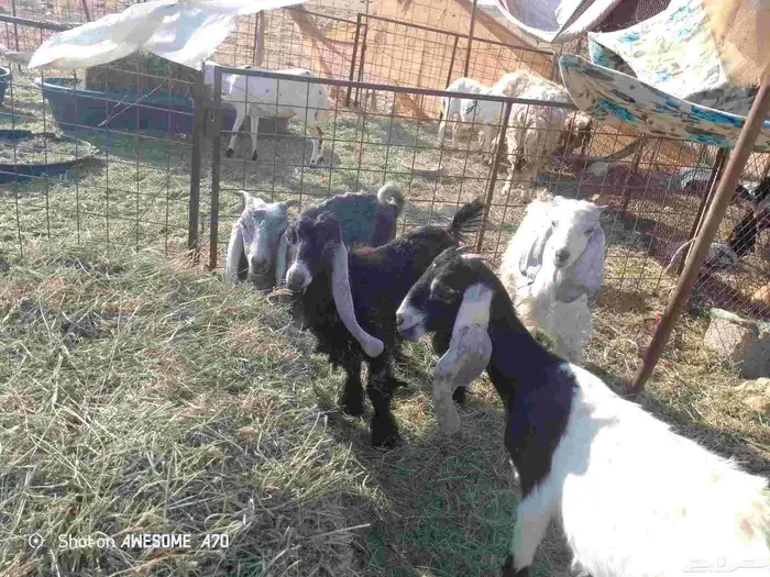 البيع ثلاث تيوس وجفره 0