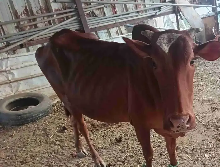 اعرض لكم بقره وثور البقره سديس والثور جذع عمره سنتين ونص شرط 2