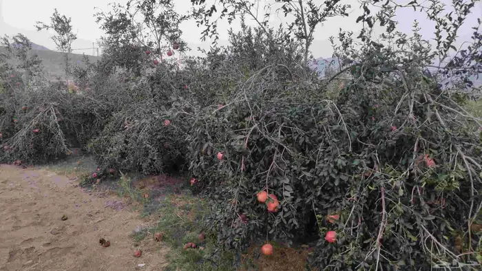 بيع انتاج مزرعة رمان مكونة من ما يقارب 200 شجرة رمان. 2
