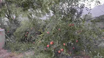 بيع انتاج مزرعة رمان مكونة من ما يقارب 200 شجرة رمان. index