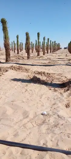 توريد وزراعة النخيل 1