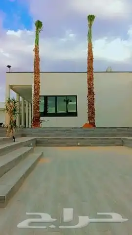 نخيل_ _وشنطن_زينه 1