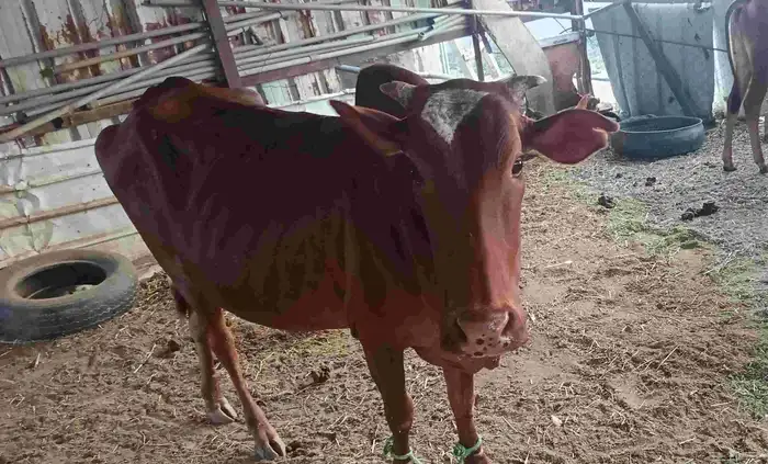 اعرض لكم بقره وثور البقره سديس والثور جذع عمره سنتين ونص شرط 1