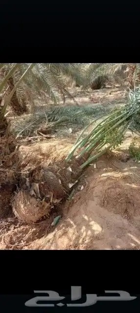 ابو احمد لتوريد انخيل 9