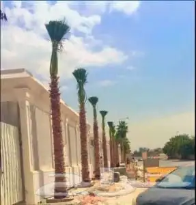 نخيل_ _وشنطن_زينه 4