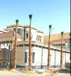 نخيل_ _وشنطن_زينه 0