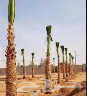 نخيل_ _وشنطن_زينه 2