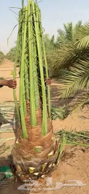 ابو احمد لتوريد انخيل 0