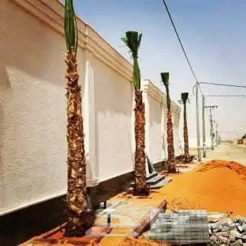 يتوفر لدينا جميع انواع النخل عربي ووشنطني للبيع ج 8