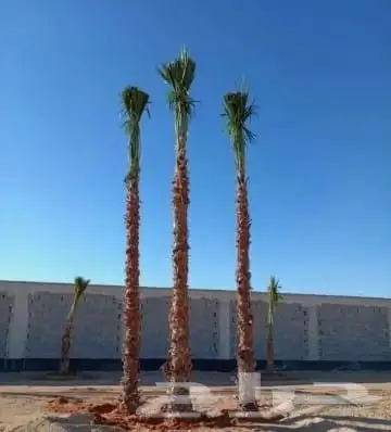 نخيل_ _وشنطن_زينه 5