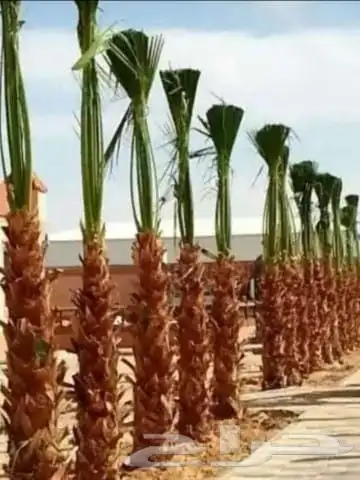 نخيل_ _وشنطن_زينه 8