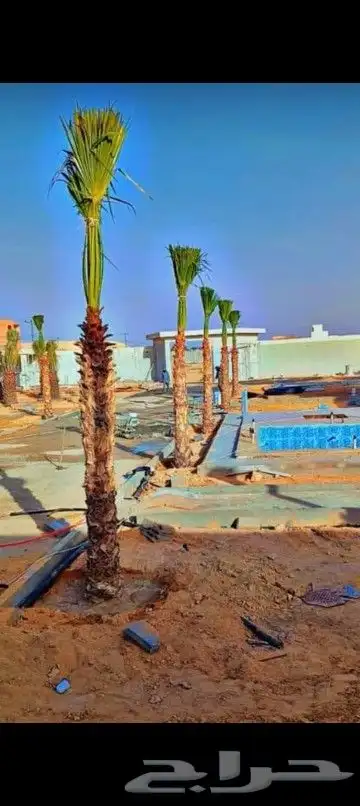 ابو احمد لتوريد انخيل 6