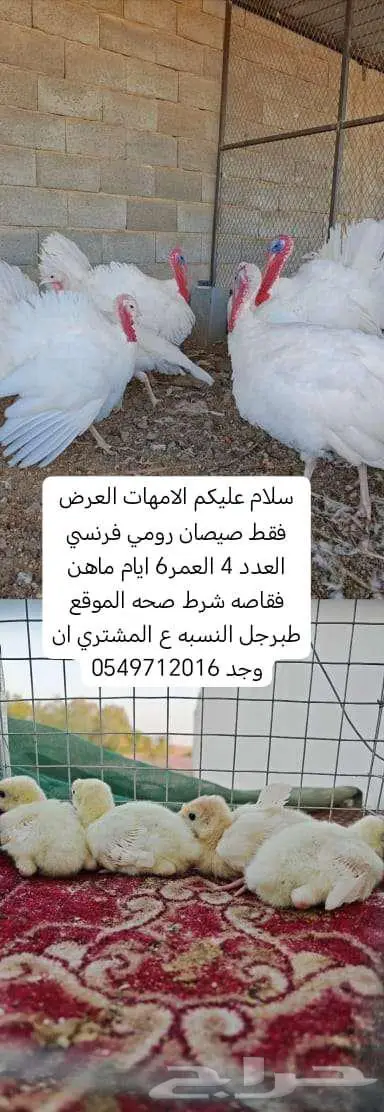 ذكور بط مصري وديك تركي وصيصان رومي وبط مصري 0