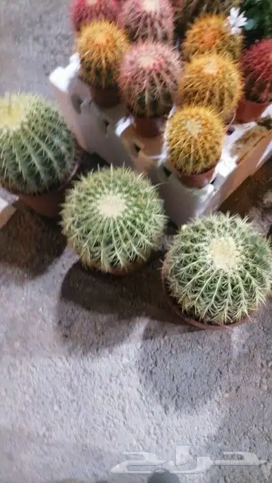 مشتل تنسيق حدائق 6