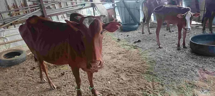 اعرض لكم بقره وثور البقره سديس والثور جذع عمره سنتين ونص شرط 3