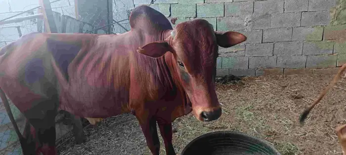 اعرض لكم بقره وثور البقره سديس والثور جذع عمره سنتين ونص شرط 4