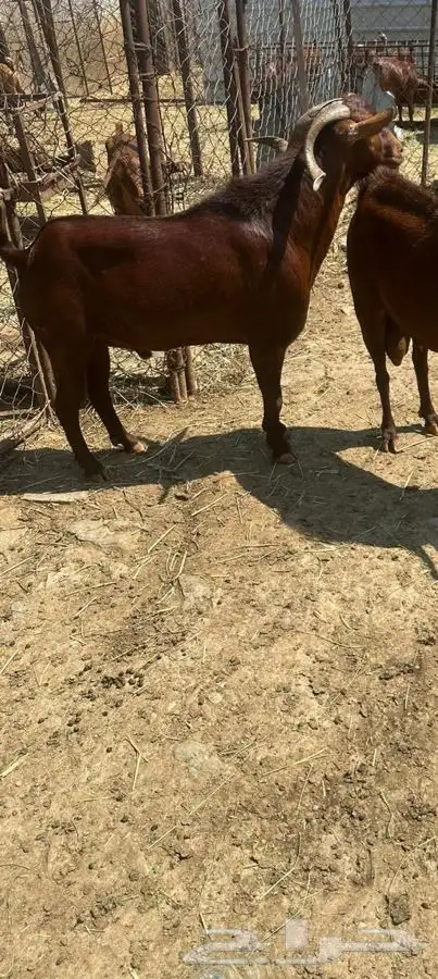 تيس فحل سرحه سداس للبيع ومشروط 0