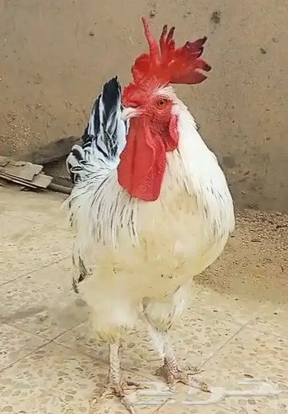 ديك بلدي 2
