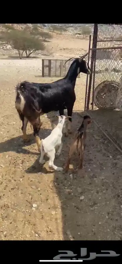 عنز تحتها 2 تيوس 0