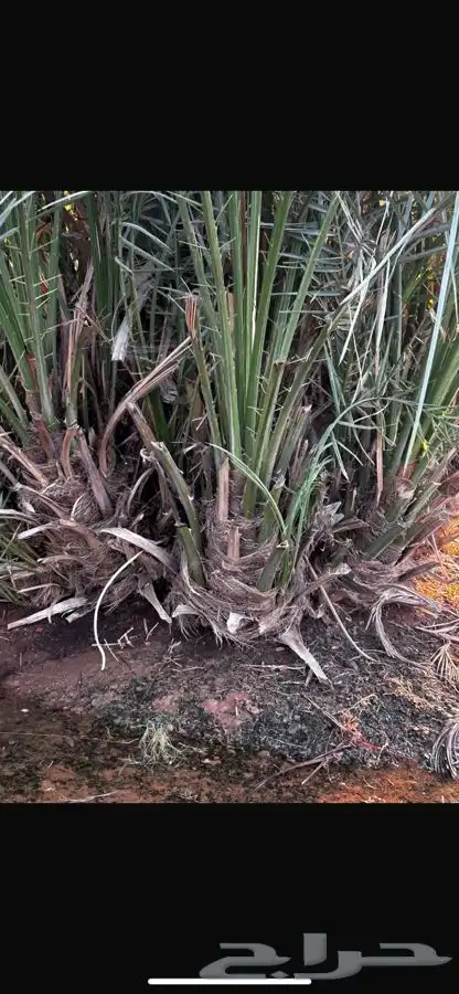 سلام عليكم يوجد لدينا فسائل نخل ابيض للبيع (صني) 0