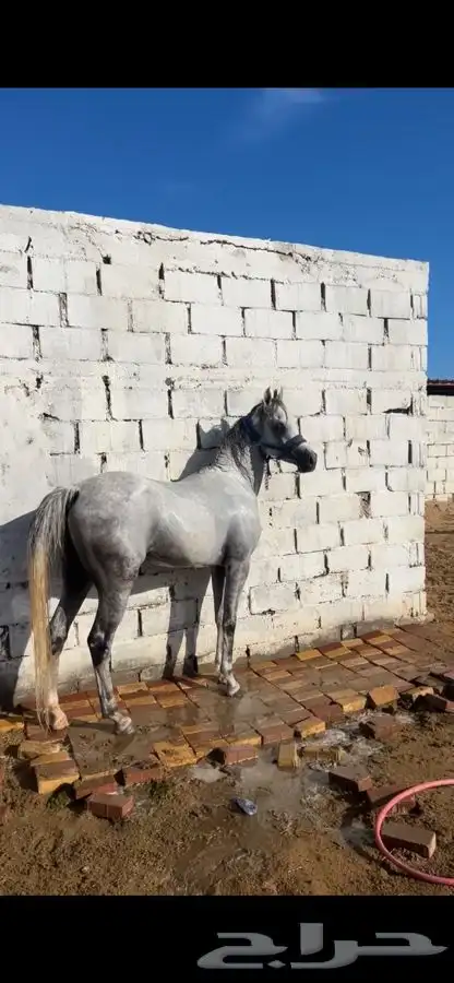 حصان واهو 0