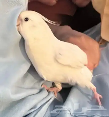 كروان كوكتيل البينو 1