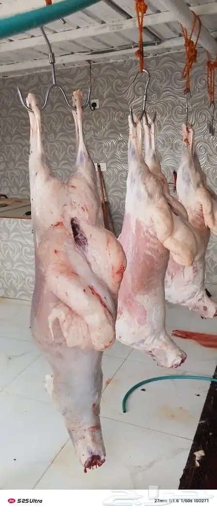أبو ذيب للذبائح ( يتوفر خدمه تمارا) يتوفر ذبح وتوصيل مجاني 7