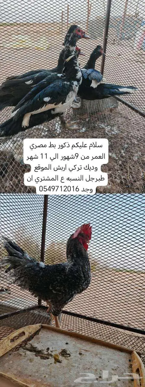ذكور بط مصري وديك تركي وصيصان رومي وبط مصري 2