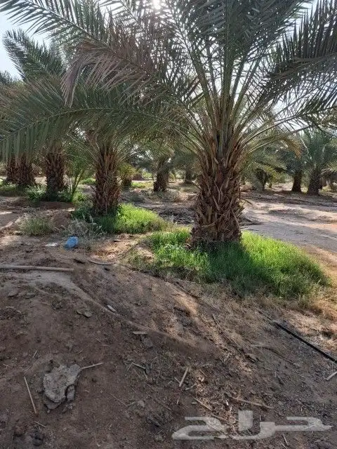 ابو احمد لتوريد انخيل 7