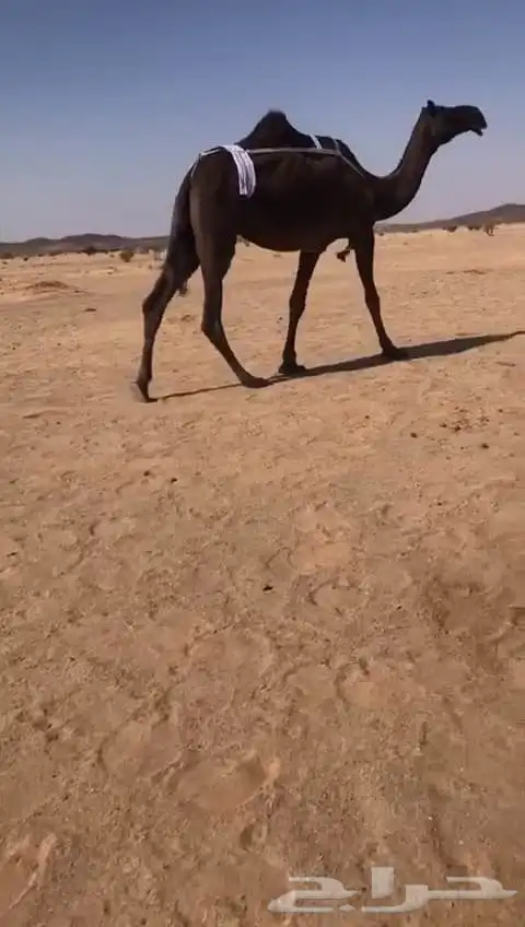 ضرايب مجاهيم كفو 1