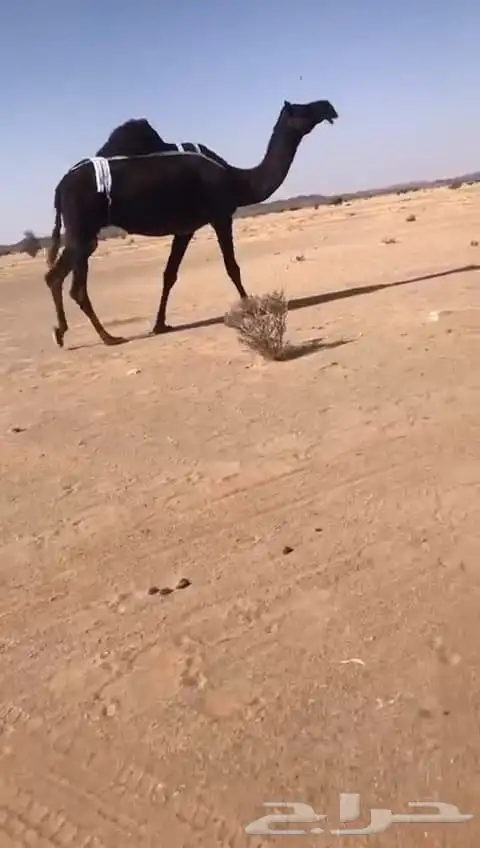 ضرايب مجاهيم كفو 0