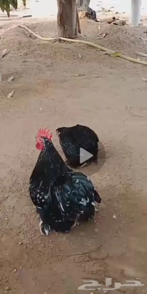 فروخ دجاج كوشن 3