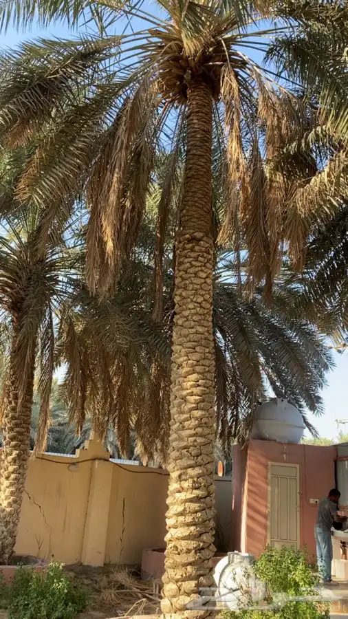 نخل خلاص للبيع 4