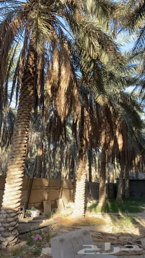 نخل خلاص للبيع 3