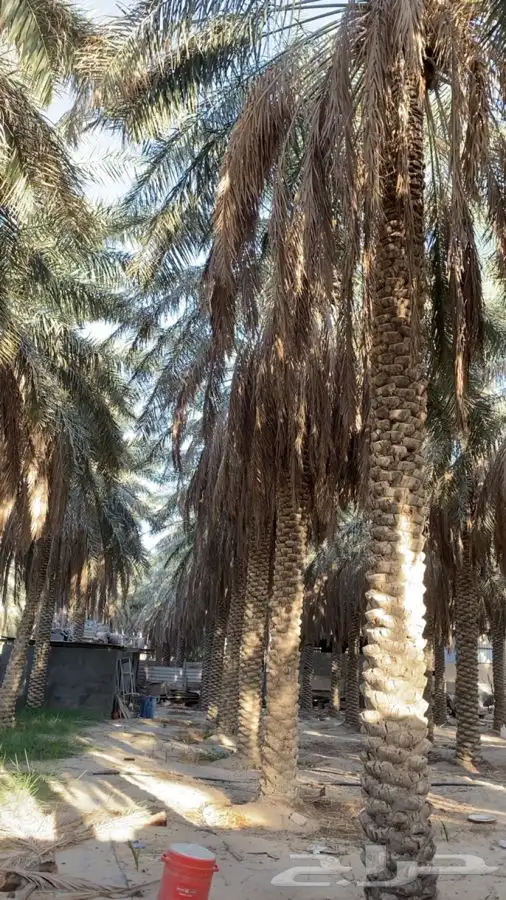 نخل خلاص للبيع 2