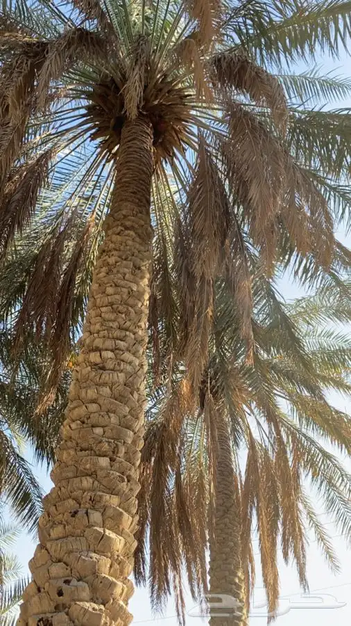 نخل خلاص للبيع 1