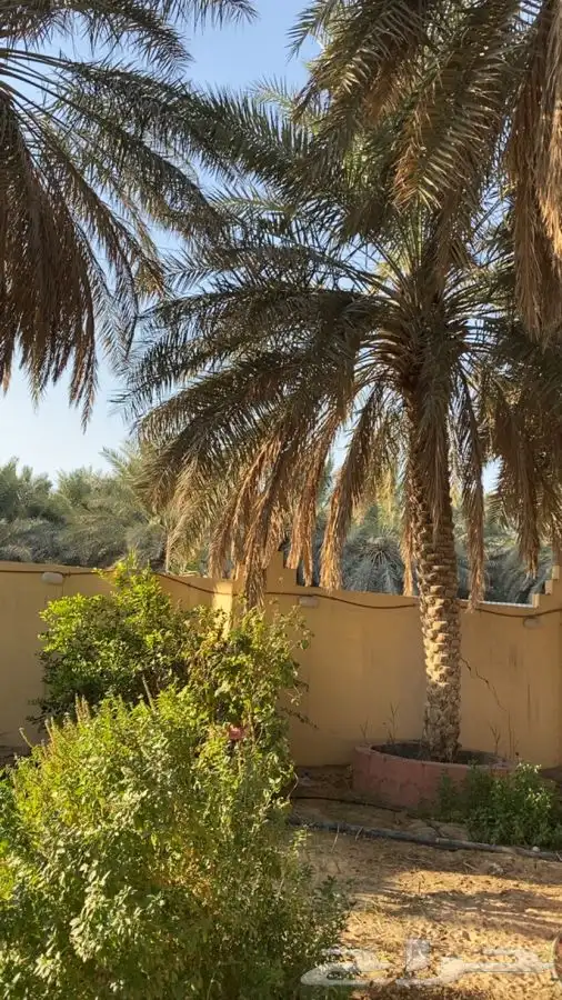 نخل خلاص للبيع 5
