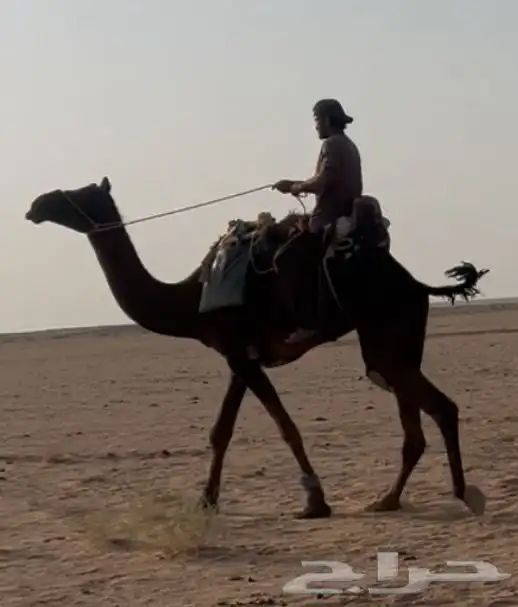 رحوال مجهم 0