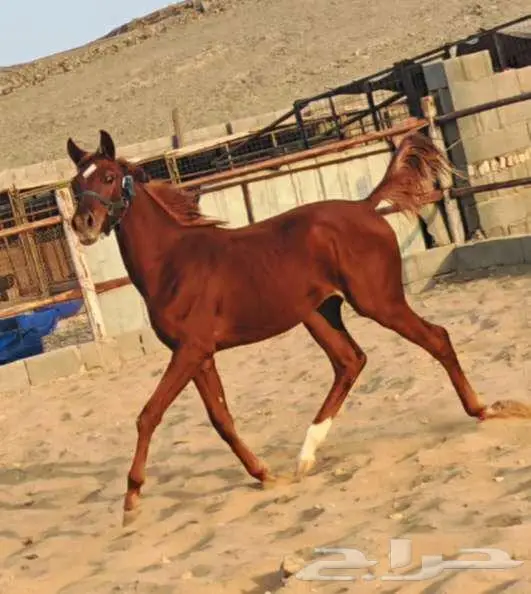 مهرة شعبية للبيع 0