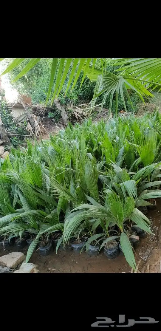 شتلات وشنطني زينه 1