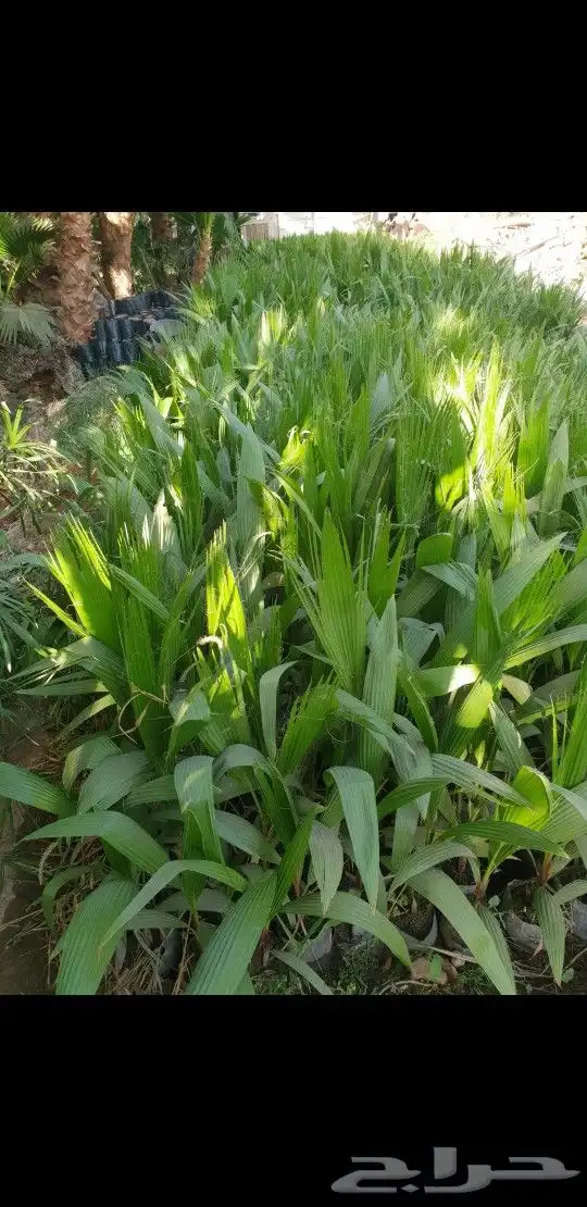 شتلات وشنطني زينه 0